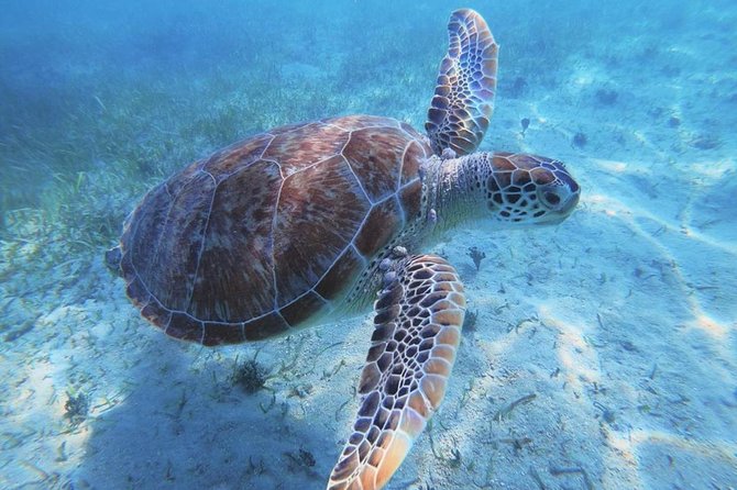 Boomerang’s Best of Anguilla: Swim with Turtles Adventure - BBQ lunch and open bar: what’s actually included and why it’s good value