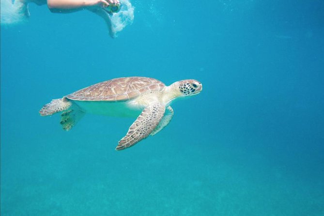 Boomerang's Best of St. Martin/Maarten: Swim with Turtles - Key things I’d circle before you go