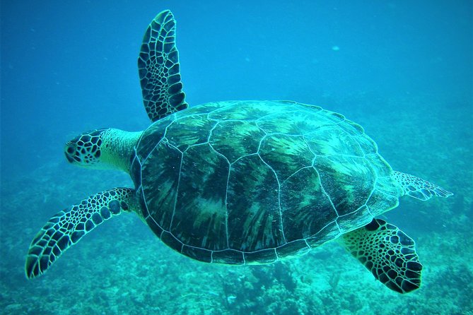CAPTAIN ALAN'S 4hr -3 Islands-snorkeling-turtles-beach ADVENTURE - Key Highlights I’d Circle First