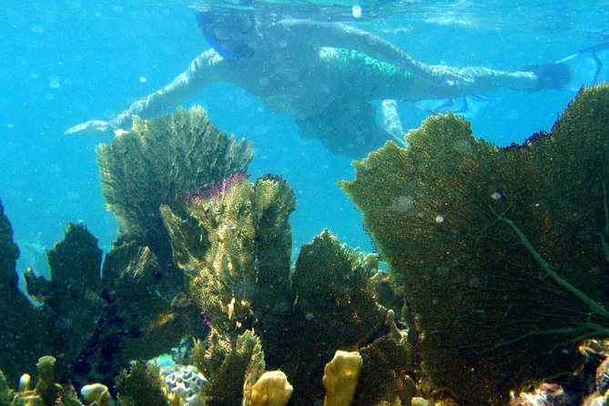 CAPTAIN ALAN'S 4hr -3 Islands-snorkeling-turtles-beach ADVENTURE - Food, Drinks, and the Comfort Factor Between Swims