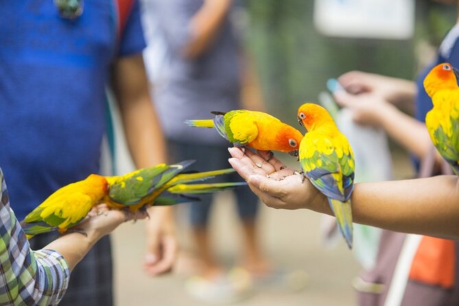 Colorful Species Of Birds - Key things to know before you go
