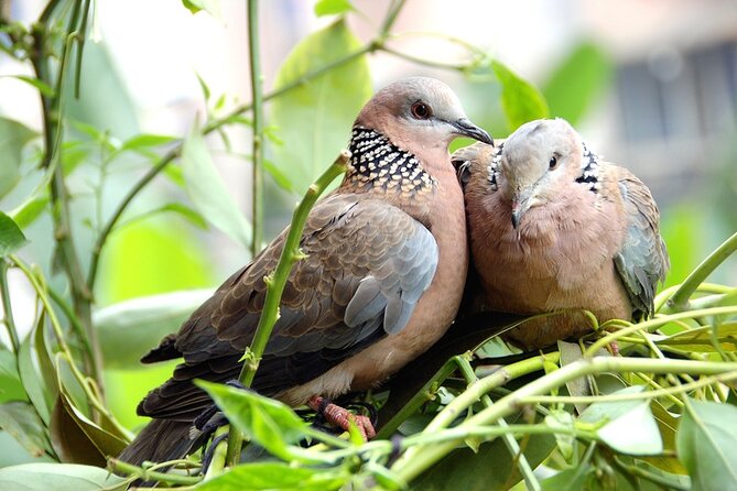 Colorful Species Of Birds - Cheese tasting and ice cream: a small stop with real satisfaction