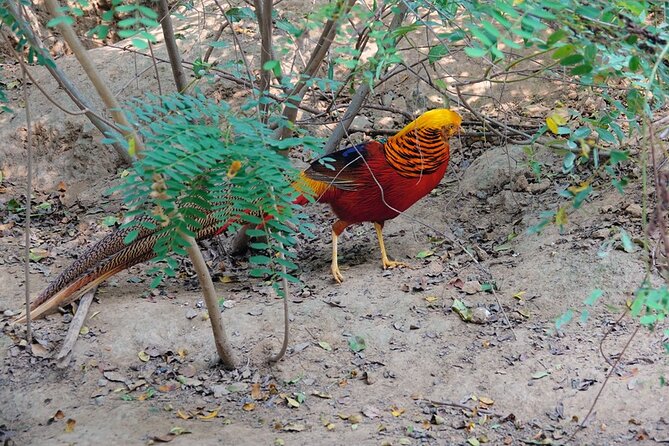 Colorful Species Of Birds - Parrot Ville aviary: feeding time is the real show