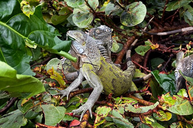 Guided ATV/QUAD Tour of Sint Maarten/St. Martin - Stop 3: Coralita Beach and the Moses Walk You’ll Talk About Later
