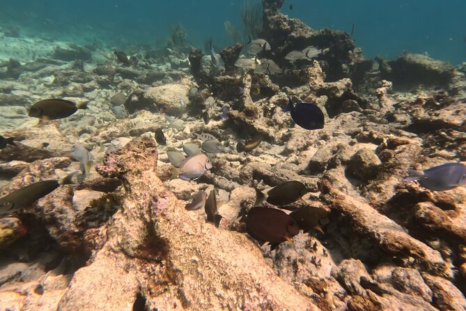 Prickly Pear Catamaran Trip from St Maarten Including Lunch - Mead’s Bay on the Return: A Second Swim Stop That Changes the Mood