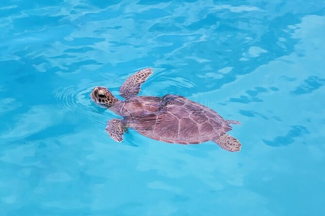Private Speed Boat Charter in St Maarten & Nature Reserve - Setting your own itinerary with your captain