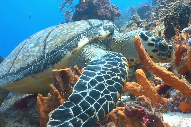 Private Speed Boat Charter to Anguilla - Drinks, snorkel gear, and comfort details that actually matter