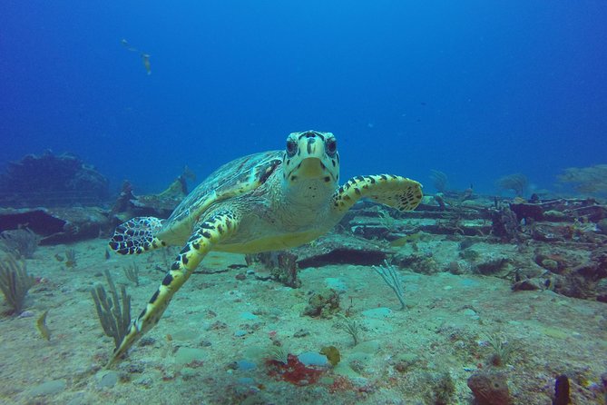 Sand Dollar Half Day Snorkel Trip - From Simpson Bay to Creole Rock: how the half day really moves