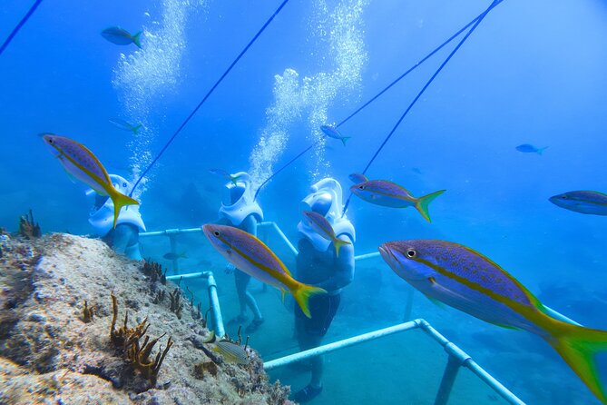 SeaTrek Tour St. Maarten - Should You Book SeaTrek in St. Maarten?