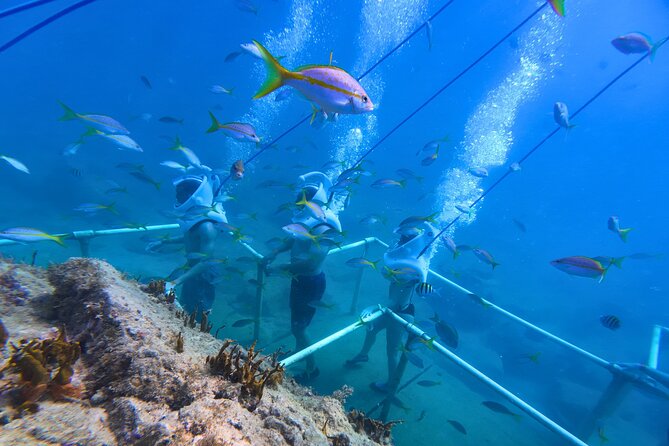 SeaTrek Tour St. Maarten - Underwater Sights: Clear Water, Fish, and “Water Astronaut” Fun