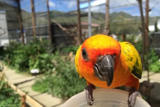 Sint Maarten Island Private Tours - Parrot Ville Bird Sanctuary: A Fun Stop With a Separate Admission Fee