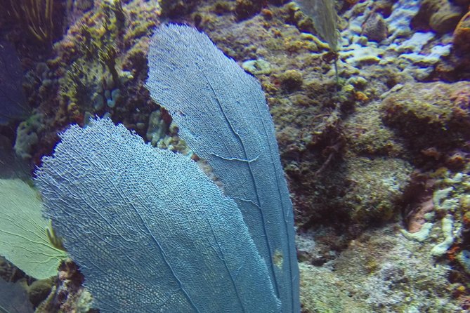 St Maarten Discover Scuba - Boat ride time: short, scenic, and part of the experience