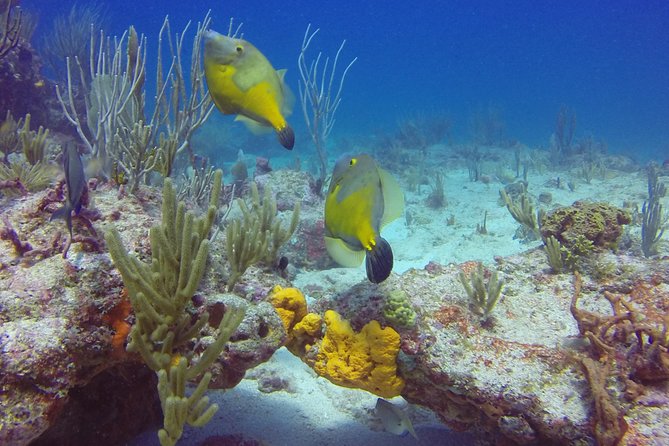 St Maarten Discover Scuba - What you might see: eels, turtles, stingrays, and fish schools