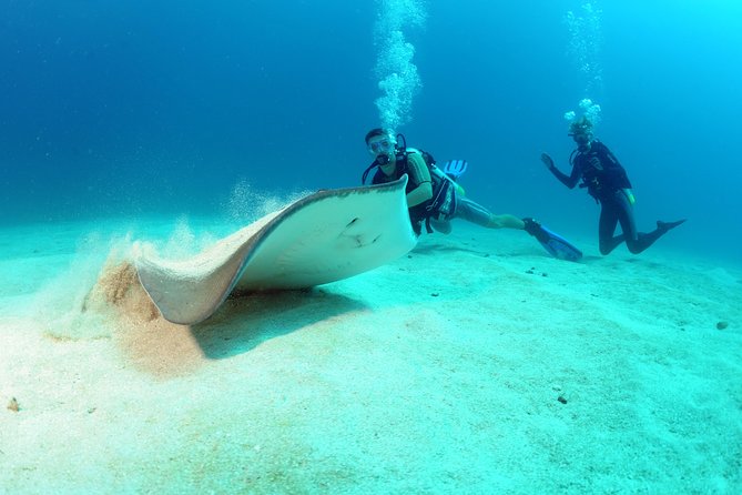 St Maarten Scuba Diving for Certified Divers - Where You Go and What You Actually See Off St Maarten