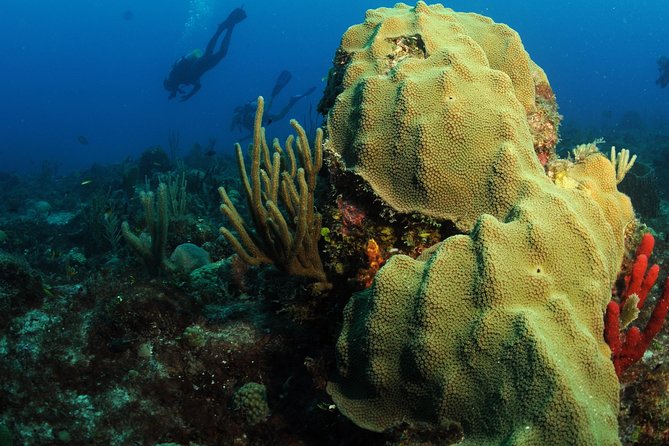St Maarten Scuba Diving for Certified Divers - Price and Value: Is $120 Worth It?