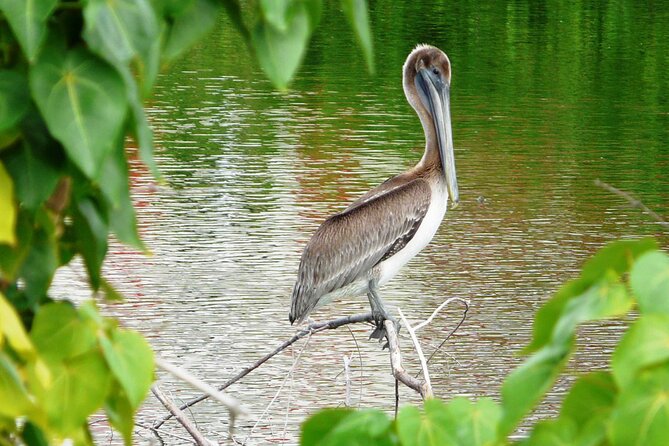 St.Martin - St.Maarten: Small Group, Birding Tour / Bird Watching Tour - Key highlights to know before you go