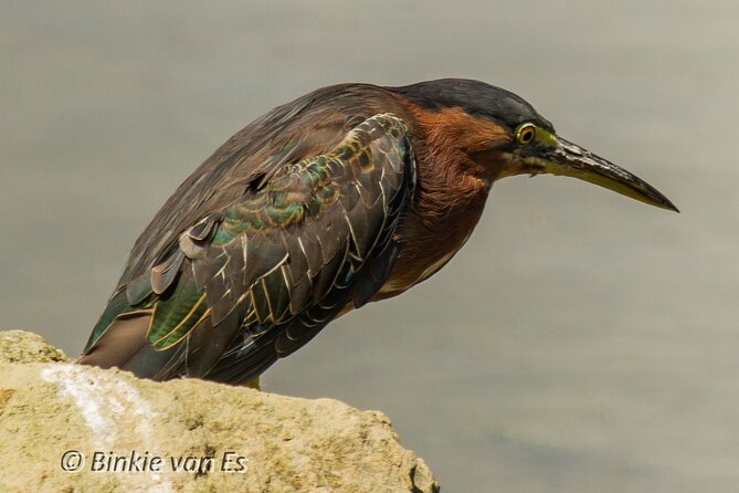 St.Martin - St.Maarten: Small Group, Birding Tour / Bird Watching Tour - The 7:30am start, small-group format, and what you’ll actually do