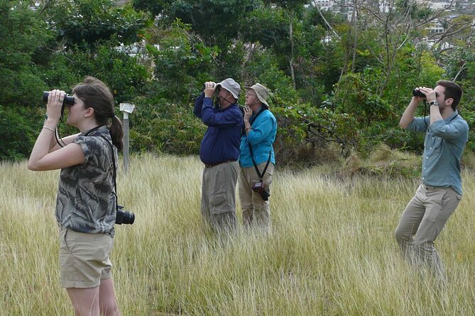 St.Martin - St.Maarten: Small Group, Birding Tour / Bird Watching Tour - Salt ponds and coastal edges: where shore birds and waders do their work