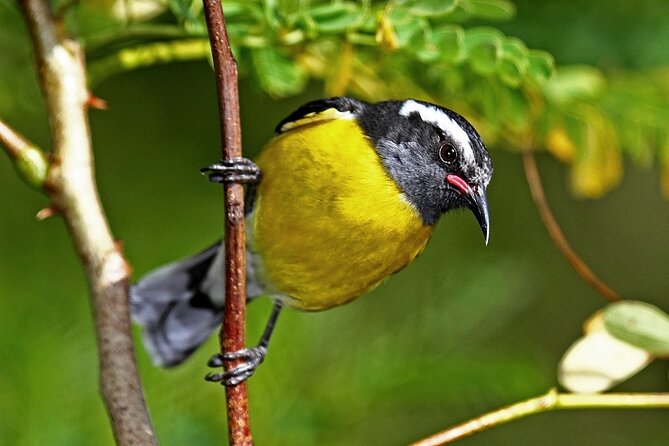 St.Martin - St.Maarten: Small Group, Birding Tour / Bird Watching Tour - Fresh pond, bushy cover, and sandy shore: the “land birds in disguise” section