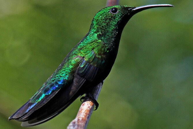 St.Martin - St.Maarten: Small Group, Birding Tour / Bird Watching Tour - What your guide teaches: behavior, habitats, and migration context