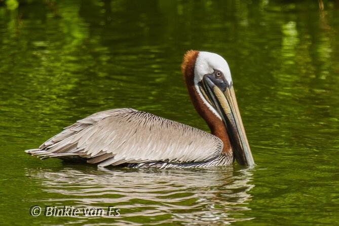 St.Martin - St.Maarten: Small Group, Birding Tour / Bird Watching Tour - The coffee-and-cake pause: turning sightings into real learning
