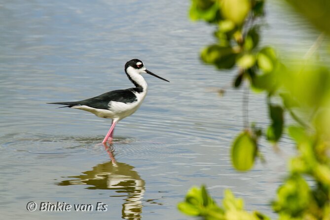 St.Martin - St.Maarten: Small Group, Birding Tour / Bird Watching Tour - Binocular use and sighting notes: small tools that pay off fast