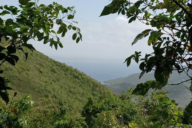 St.Martin - St. Maarten: Small Group, Coastal Hike & Swim Tour - Wildlife time at the saltwater pond: lizards, iguanas, birds