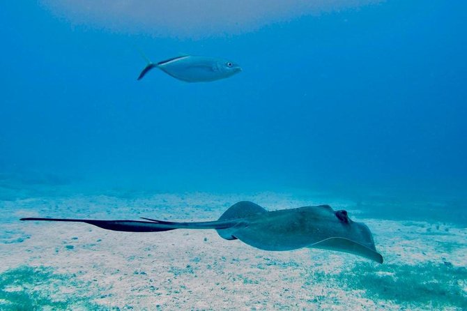 The Original Eco Tour Full-Day Around the Island of Sint Maarten - Key things that make this eco tour worth your day